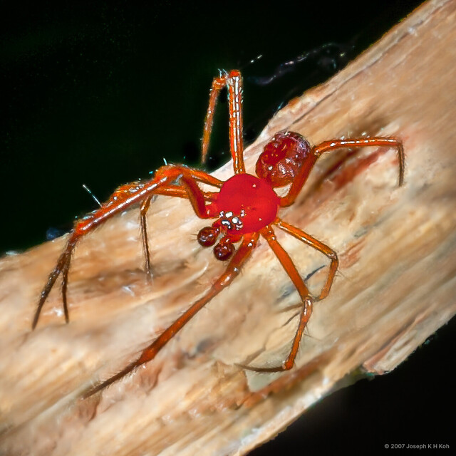 Parasteatoda sp. "Halloween" • © Joseph K H Koh • All Rights Reserved ♂ Adult Habitus Dorsal