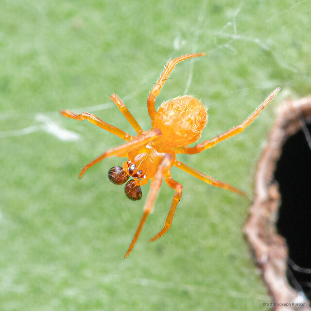 Parasteatoda sp. "Three-spotted Orange" • © Joseph K H Koh • All Rights Reserved ♂ Adult Habitus Dorsal