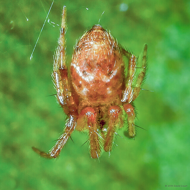Parasteatoda sp. "White-streaked Dorsal Hump" • © David Court • All Rights Reserved ♂ Adult Habitus Dorsal