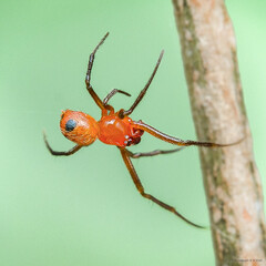 Parasteatoda sp. "Yellow Tall-faced"