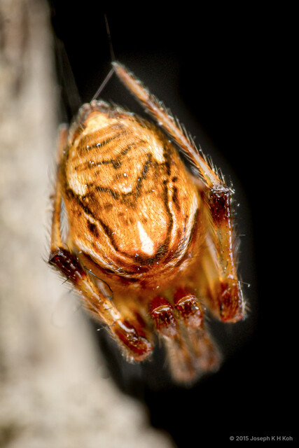 Parasteatoda celsabdomina • © Joseph K H Koh • All Rights Reserved ♀ Adult Opisthosoma Dorsal