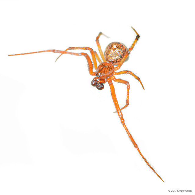 Parasteatoda tepidariorum • © Kiyoto Ogata • All Rights Reserved ♂ Adult Habitus Dorsal