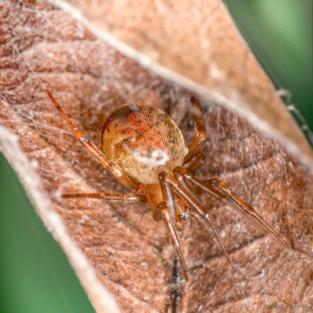 Parasteatoda triangula • © Joseph K H Koh • All Rights Reserved ♀ Adult Habitus Dorsal Retreat