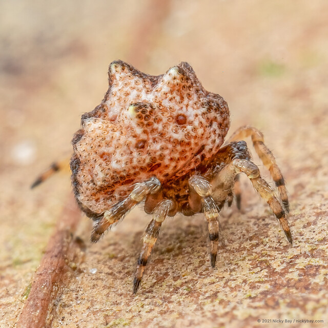 Phoroncidia sp. "Conical Lumpy Tube-headed" • © Nicky Bay • All Rights Reserved ♀ Adult Habitus Lateral