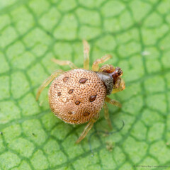 Phoroncidia sp. "Creamy Gemstone"