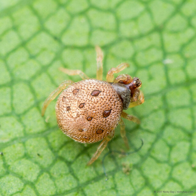 Phoroncidia sp. "Creamy Gemstone" • © Nicky Bay • All Rights Reserved ♂ Adult Habitus Dorsal