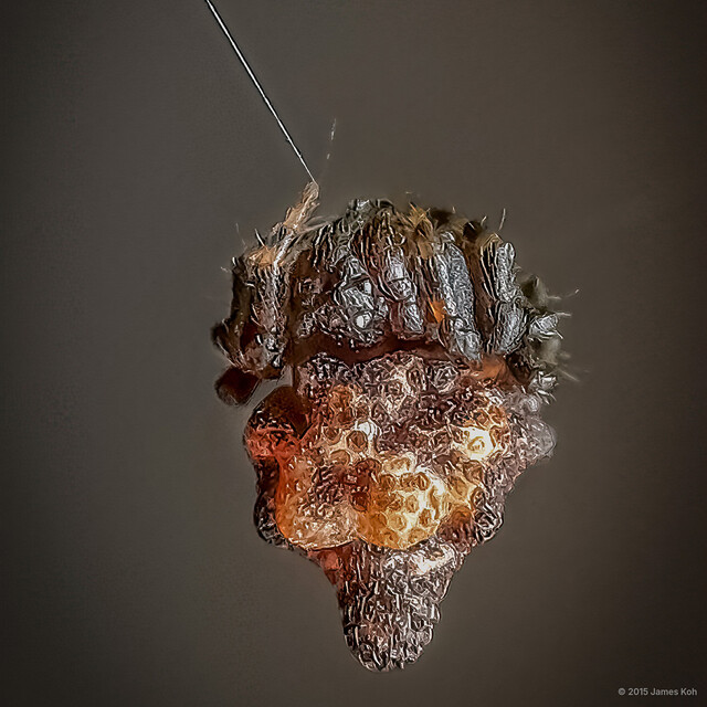 Phoroncidia sp. "Lumpy Tube-headed" • © James Koh • All Rights Reserved ♀ Adult Habitus Dorsal