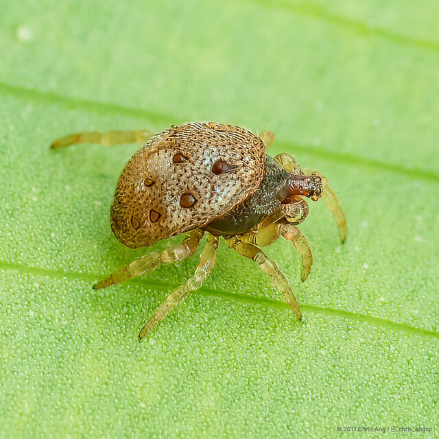 Phoroncidia sp. "Pearly" • © Chris Ang • All Rights Reserved ♂ Adult Habitus Lateral
