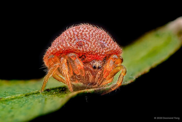 Phoroncidia sp. "Red" • © Desmond Yong • All Rights Reserved ♀ Adult Habitus Anterior Eyes