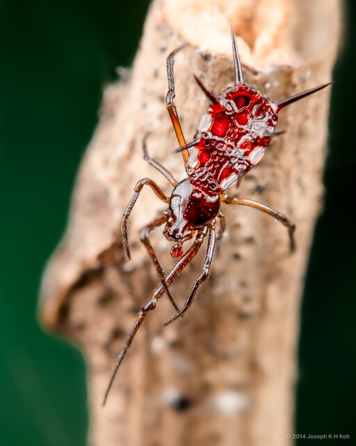 Phoroncidia lygeana • © Joseph K H Koh • All Rights Reserved ♂ Adult Habitus Dorsal