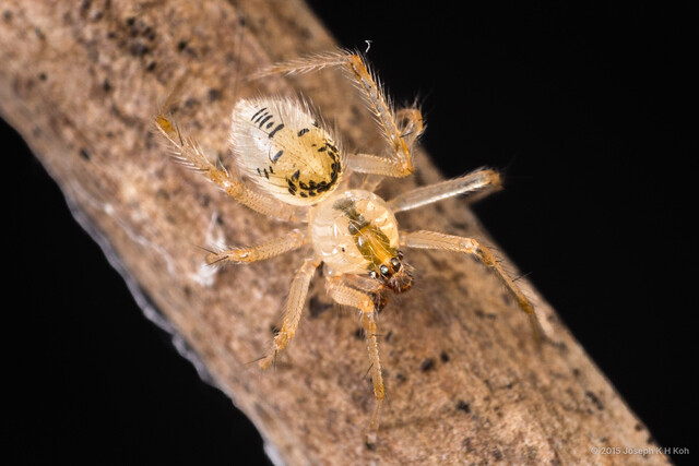 Phycosoma digitula • © Joseph K H Koh • All Rights Reserved ♂ Adult Habitus Dorsal
