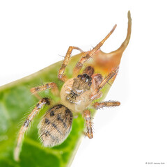 Phycosoma hana (Zhu, 1998)