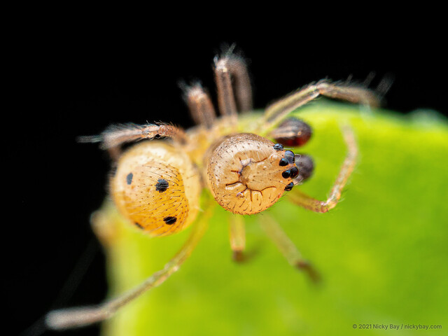 Phycosoma martinae • © Nicky Bay • All Rights Reserved ♂ Adult Habitus Dorsal