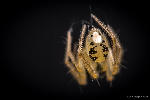 Phycosoma turriceps • © Joseph K H Koh • All Rights Reserved ♂ Adult Habitus Dorsal Opisthosoma Dorsal