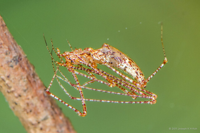 Rhomphaea sp. "Brown Translucent" • © Joseph K H Koh • All Rights Reserved ♀ Adult Habitus Lateral
