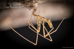 Rhomphaea sp. "Chocolate Chips"