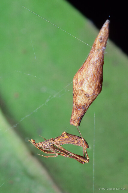 Rhomphaea sp. "Mangrove" • © Joseph K H Koh • All Rights Reserved ♀ Adult Habitus Lateral Egg(s)/Egg Sac(s)