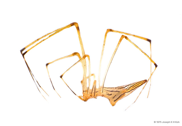 Rhomphaea sp. "Translucent Lined" • © Joseph K H Koh • All Rights Reserved ♀ Adult Habitus Lateral