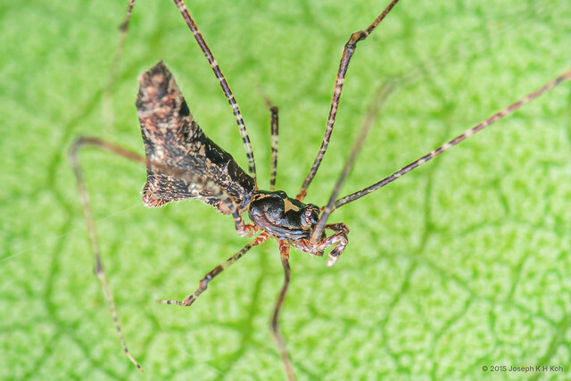 Rhomphaea sinica • © Joseph K H Koh • All Rights Reserved ♀ Adult Habitus Dorsal