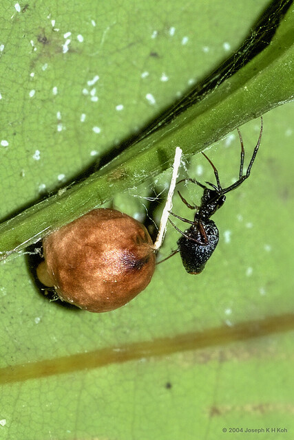 Spheropistha sp. "Black Balloon" • © Joseph K H Koh • All Rights Reserved ♀ Adult Habitus Lateral Egg(s)/Egg Sac(s)