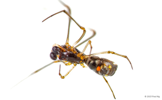 Spheropistha sp. "Mangrove Silver" • © Paul Ng • All Rights Reserved ♂ Adult Habitus Dorsal