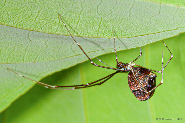 Spheropistha sp. "Strawberry-bellied" • © Joseph K H Koh • All Rights Reserved ♀ Adult Habitus Lateral