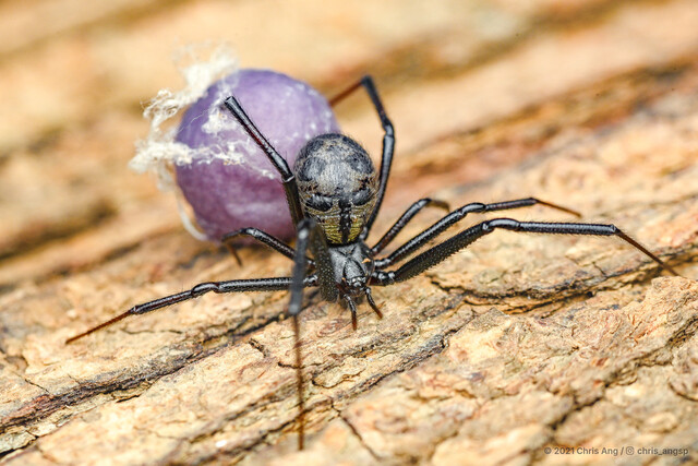 Steatoda sp. "Golden False Widow" • © Chris Ang • All Rights Reserved ♀ Adult Habitus Dorsal Egg(s)/Egg Sac(s)