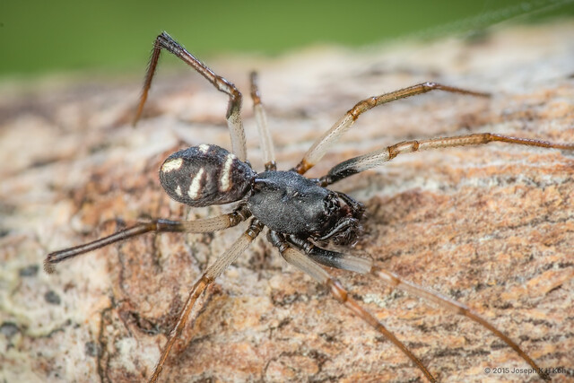 Steatoda gui • © Joseph K H Koh • All Rights Reserved ♂ Adult Habitus Dorsal