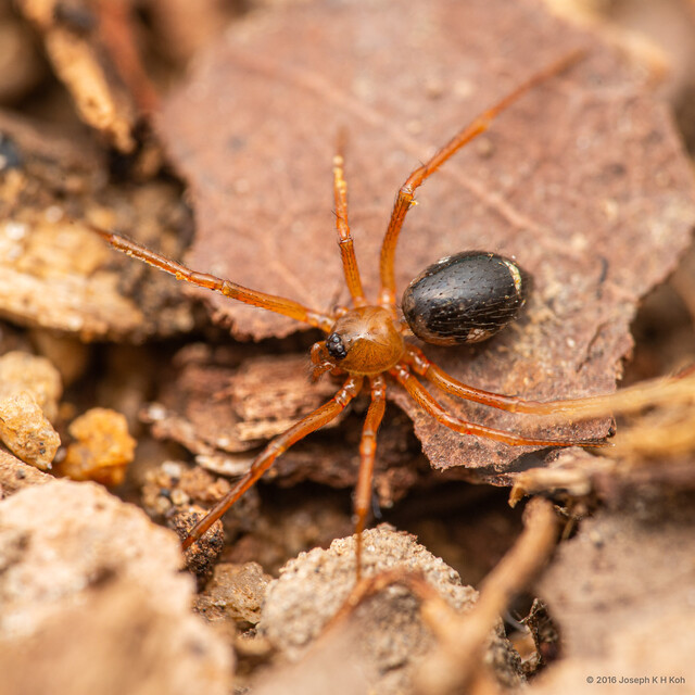 Stemmops nigrabdomenus • © Joseph K H Koh • All Rights Reserved ♀ Adult Habitus Dorsal