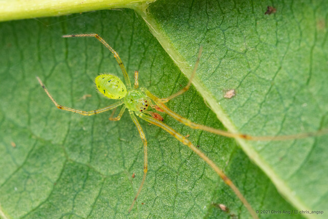Tamanidion sp. "Tiny Black-dotted Green" • © Chris Ang • All Rights Reserved ♂ Adult Habitus Dorsal