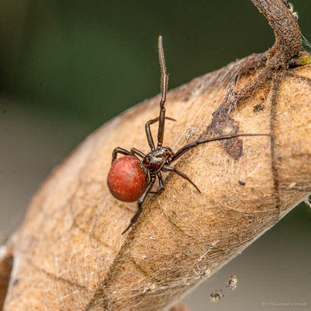 "Theridion" sp. "Black-rumped Globose" • © Joseph K H Koh • All Rights Reserved ♀ Adult Habitus Dorsal