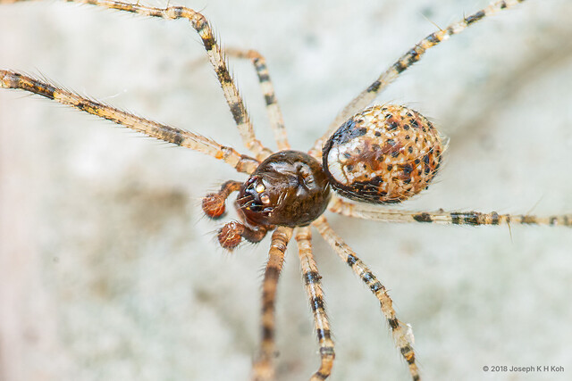 "Theridion" sp. "Black Venter" • © Joseph K H Koh • All Rights Reserved ♂ Adult Habitus Dorsal