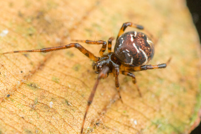 Theridion sp. "Cyrillic" • © Nicky Bay • All Rights Reserved ♀ Adult Habitus Dorsal