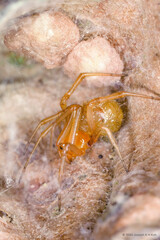 "Theridion" sp. "Four-spotted"