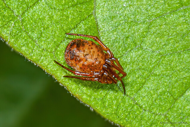 "Theridion" sp. "Spotted" • © Joseph K H Koh • All Rights Reserved ♀ Adult Habitus Dorsal