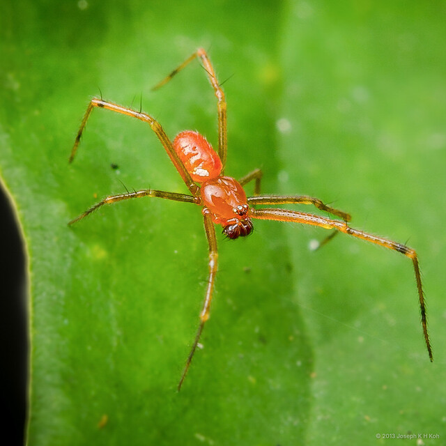 Theridion sp. "White Zebra" • © Joseph K H Koh • All Rights Reserved ♂ Adult Habitus Dorsal