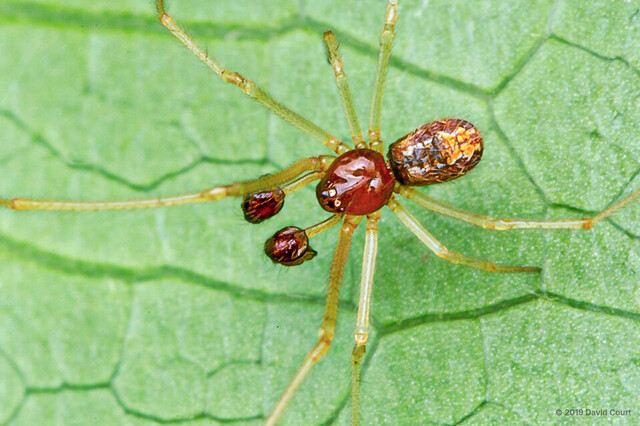 Theridion hainanense • © David Court • All Rights Reserved ♂ Adult Habitus Dorsal