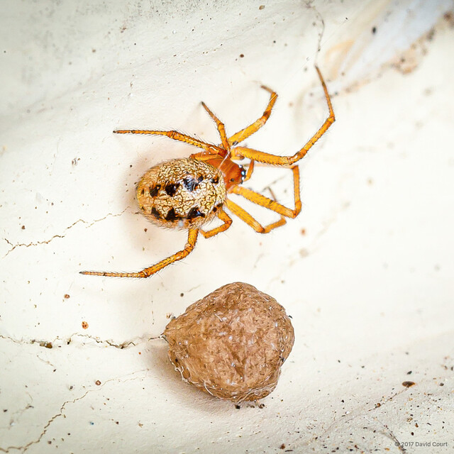 Theridion incanescens • © David Court • All Rights Reserved ♀ Adult Habitus Dorsal Egg(s)/Egg Sac(s)