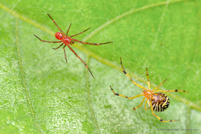 Theridion zonulatum • © Nicky Bay • All Rights Reserved ♂ Adult Habitus Dorsal Multiple