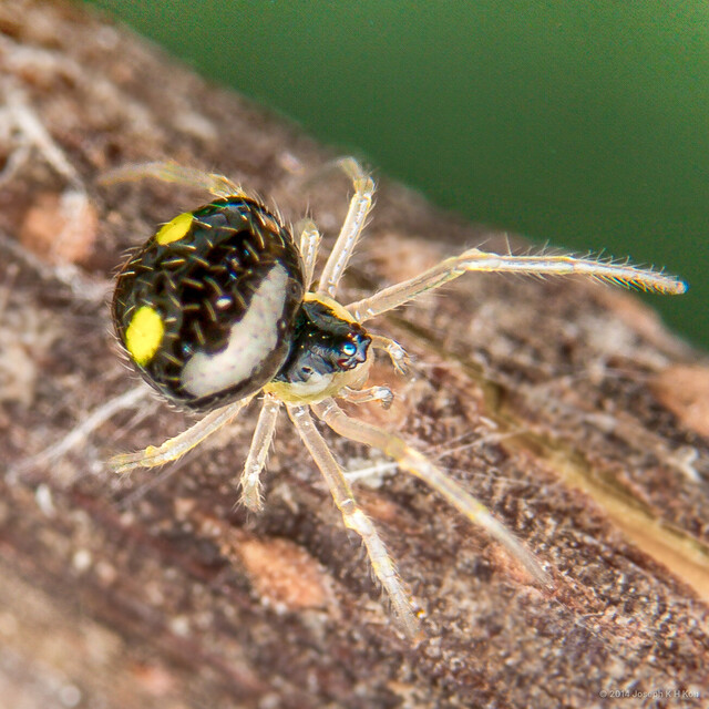 Theridula sp. "Yellow-spotted" • © Joseph K H Koh • All Rights Reserved ♀ Adult Habitus Dorsal