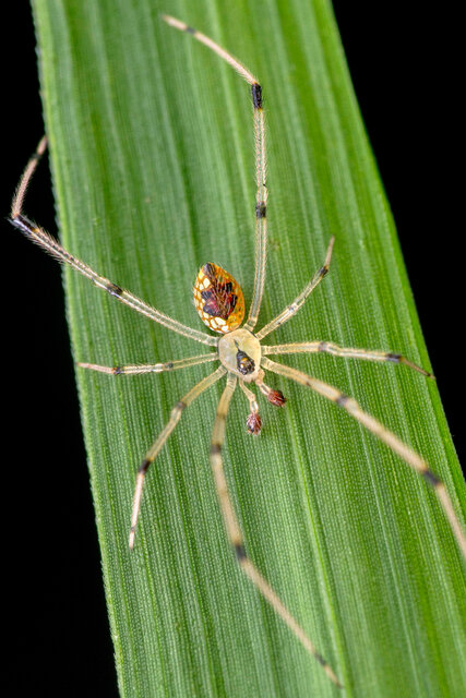Thwaitesia sp. "Asian Mirror" • © Nicky Bay • All Rights Reserved ♂ Adult Habitus Dorsal