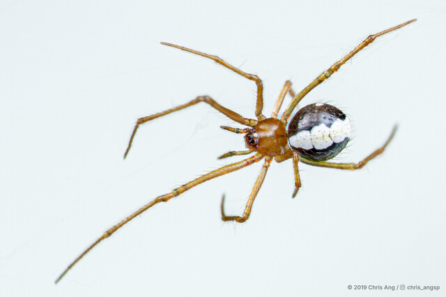 Yunohamella sp. "Soccer" • © Chris Ang • All Rights Reserved ♀ Adult Habitus Dorsal