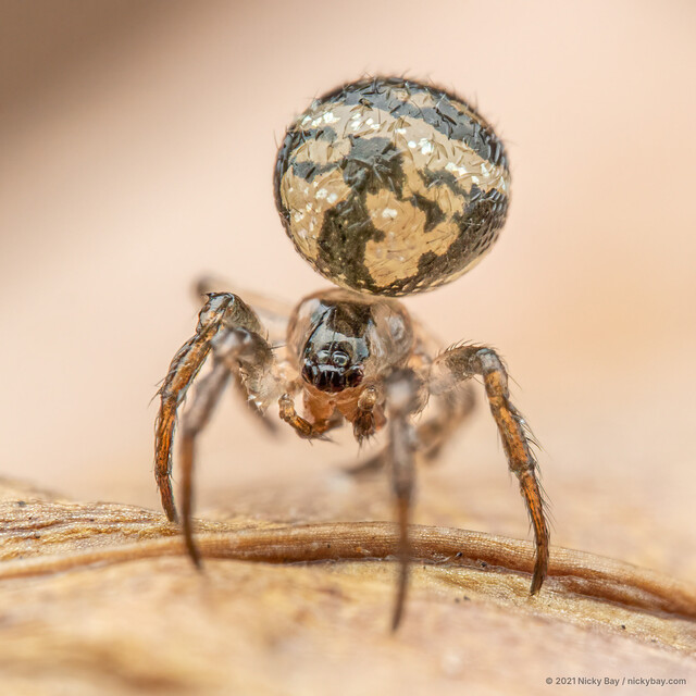 Theridiosoma fasciatum • © Nicky Bay • All Rights Reserved ♀ Adult Habitus Dorsal