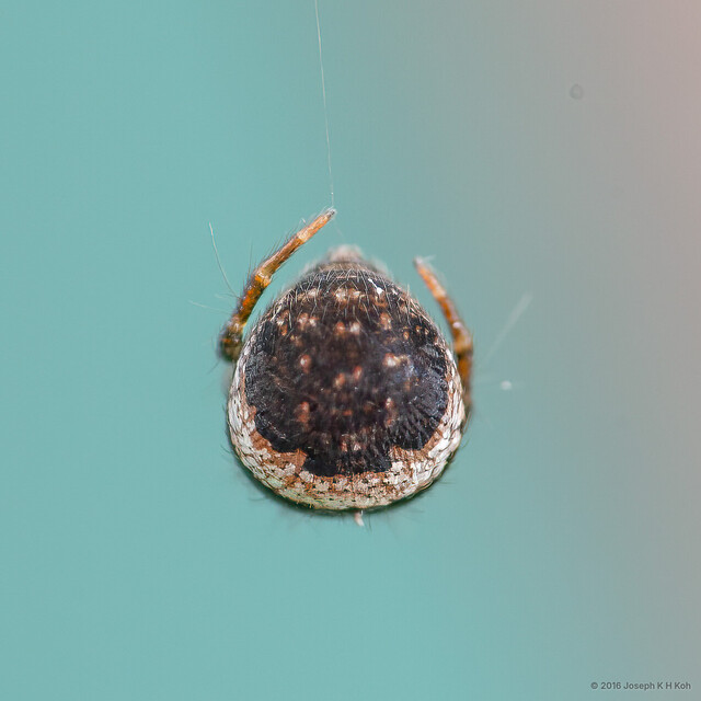 Zoma sp. "Yin-yang Ray" • © Joseph K H Koh • All Rights Reserved ♀ Adult Opisthosoma Dorsal