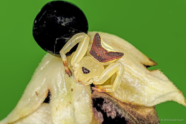Misumenini sp. "Triangular Face" • © David Court • All Rights Reserved ♀ Adult Habitus Dorsal