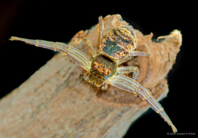 Alcimochthes sp. "Green" • © Joseph K H Koh • All Rights Reserved ♀ Adult Habitus Dorsal