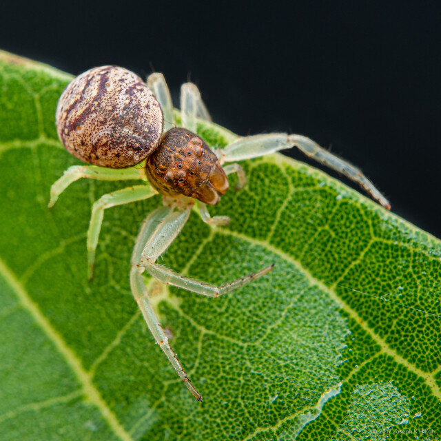 Alcimochthes sp. "Pinkish" • © Joseph K H Koh • All Rights Reserved ♀ Adult Habitus Dorsal