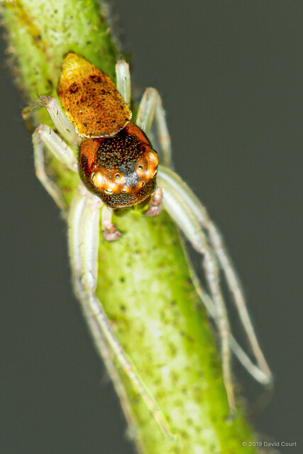 Alcimochthes limbatus • © David Court • All Rights Reserved ♂ Adult Habitus Dorsal
