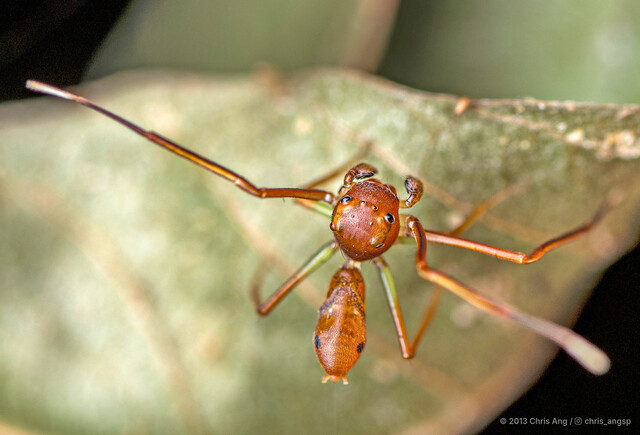 Amyciaea forticeps • © Chris Ang • All Rights Reserved ♂ Adult Habitus Dorsal