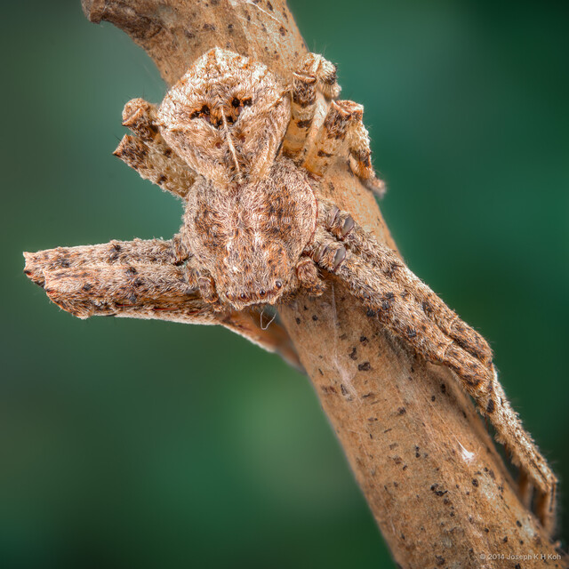 Angaeus lenticulosus • © Joseph K H Koh • All Rights Reserved ♀ Adult Habitus Dorsal